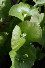 Claytonia perfoliata Leaf